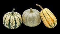 Three decorative gourds isolated on transparent background, ready for fall clipart, stickers, t-shirt design, print on demand, and sublimation projects.