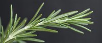 Rosemary herb sprigs with fresh green needles and water droplets on dark background, suitable for culinary and botanical content.