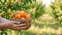 Farmer holding wicker basket filled with fresh ripe oranges in orchard garden. Harvesting citrus fruits for agriculture, farming, and food production use.