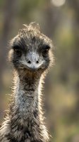 Curious emu bird portrait with expressive brown eyes and fluffy feathers looking directly at camera in natural outdoor setting with soft bokeh background.