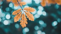 Golden autumn oak leaf against blurred teal bokeh background creates dreamy natural atmosphere, seasonal change concept for nature and fall designs.