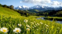 Scenic alpine meadow with blooming daisies, lush green grass, and snow-capped mountains in the distance under blue sky. Suitable for nature, travel, and landscape design projects.