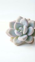 Pale pink and green succulent plant with thick fleshy leaves isolated on white background, suitable for botanical, gardening, and interior design projects.