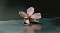 Delicate pink cherry blossom flower floating on calm water surface with soft reflection, creating peaceful zen atmosphere for spa and wellness concepts.