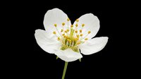 Delicate white flower with yellow stamens isolated on transparent background. Ready for t-shirt designs, clipart, stickers, print-on-demand products, and sublimation projects.