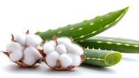 Fresh raw cotton bolls with natural fiber and green aloe vera leaves on white background, organic natural materials for skincare and textile industry.