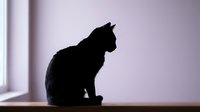Cat silhouette sitting by window in soft natural light creating peaceful domestic scene for home decor and pet-themed designs.