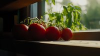 Fresh ripe red tomatoes on vine near window with natural sunlight and green plants in background, moody atmospheric food photography.