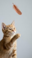 Orange tabby kitten playing with feather toy on white background, reaching paw up in playful motion for pet care and animal behavior concepts.