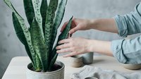 Woman caring for snake plant houseplant with hands gently touching green leaves. Indoor gardening and plant care concept for home decoration and wellness.