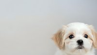 Adorable fluffy puppy with golden and white fur peeking into frame against neutral background for pet care and animal lover designs.