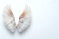 Delicate white angel wings made of soft feathers on light background, symbolizing purity, freedom and spirituality. Minimal artistic composition for faith concepts.
