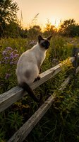 Siamese cat with dark points sitting on wooden fence in wildflower meadow at golden hour sunset, surrounded by purple flowers and tall grass.