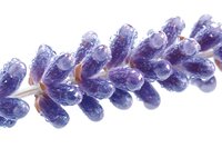 Macro photography of fresh lavender flower with morning dew drops on purple petals against white background, showing delicate natural details and water droplets.