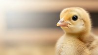 Adorable yellow baby chick with fluffy feathers and bright eyes in warm natural lighting for farm and agriculture concepts.