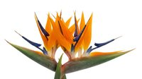 Bird of paradise tropical flower with vibrant orange and blue petals isolated on white background for botanical design and floral arrangements.