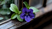 Purple periwinkle flower with water drops on petals against wooden window frame, fresh green leaves and natural morning dew create serene garden atmosphere.