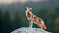 Majestic wolf howling while standing on rocky cliff edge against blurred forest background in morning light, displaying wild animal behavior in natural habitat.