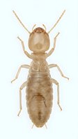Tan termite specimen shown from above with segmented body, prominent antennae, and six legs against white background. Educational entomology reference.