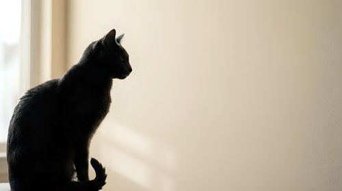 Black cat silhouette sitting by window with natural light creating peaceful indoor atmosphere for home decor and pet lifestyle concepts.