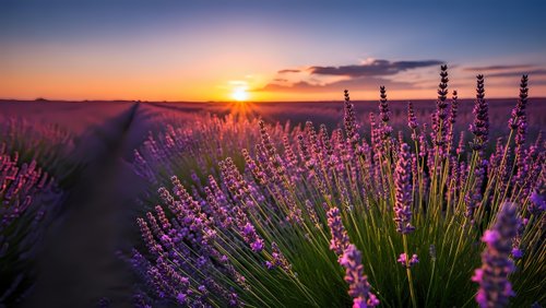 Lavender field at sunset with purple flowers blooming in rows, golden hour light creating warm atmosphere for aromatherapy and natural wellness concepts.