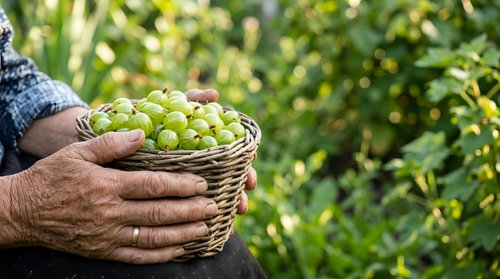 Farmer holding wicker basket filled with fresh green grapes during harvest in vineyard. Agricultural produce collection for food and wine production.