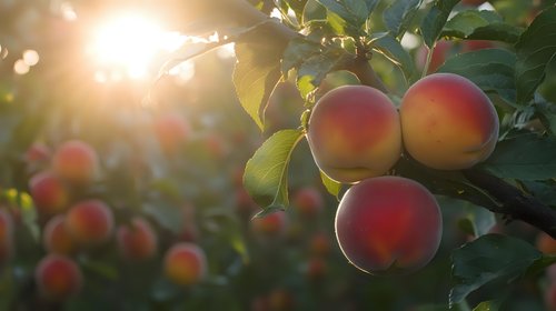Fresh ripe peaches growing on tree branch with green leaves in warm evening sunlight, natural organic fruit in orchard during harvest season.