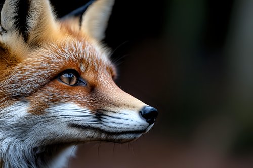 Red fox close-up portrait showing piercing blue eyes and distinctive facial features against dark background, displaying alert and intelligent expression in natural setting.