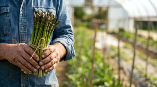 Farmer holding fresh asparagus bunch in hands at vegetable garden with greenhouse in background, organic farming and harvest concept.
