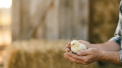 Young chick held in farmer's hands in rural setting. Poultry farming, agriculture, and animal husbandry concept for agricultural business and farm management projects.