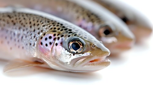 Fresh Atlantic salmon fish with spotted skin pattern and bright eye closeup on white background for culinary and seafood market use.