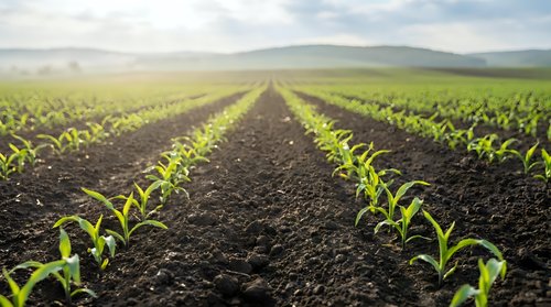 Young green corn seedlings growing in organized rows across fertile agricultural field with mountains in background under cloudy sky for farming concepts.