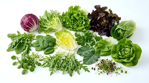 Fresh organic leafy greens and herbs collection including lettuce, cabbage, arugula and microgreens isolated on white background for healthy cooking.