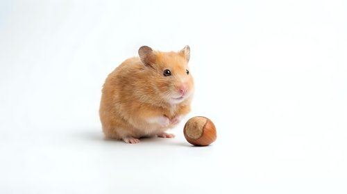 Cute golden hamster sitting next to a hazelnut on a white background, isolated small fluffy pet rodent with food.
