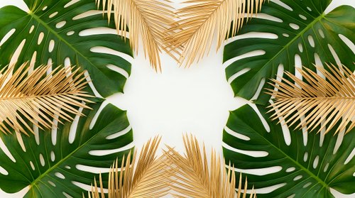 Tropical palm leaves and monstera foliage frame with golden dried fronds creating natural border on white background for summer design projects.