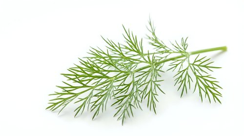 Fresh dill herb branch with delicate feathery green leaves isolated on white background, suitable for culinary, cooking, and food design projects.
