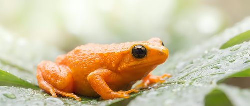 Small bright orange frog sitting on wet green leaf with water droplets in natural rainforest environment for wildlife and nature photography projects.