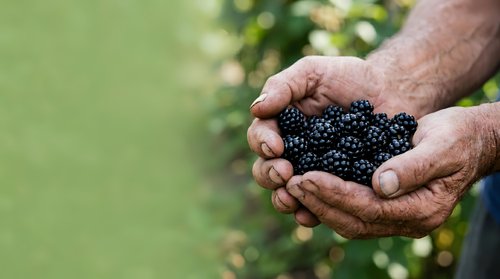 Male farmer with weathered hands holding fresh blackberries, showcasing harvest and agricultural produce for farming, gardening, and food industry applications.