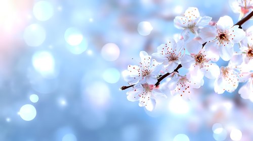 Spring cherry blossom branch with white flowers against soft bokeh background for seasonal greeting cards and nature designs.