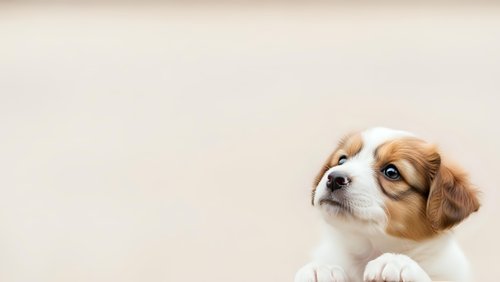 Adorable brown and white puppy with expressive eyes looking up curiously against neutral beige background with copy space for pet care designs.