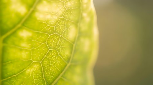 Close-up macro view of fresh green leaf showing detailed vein structure and cellular patterns with soft natural lighting and blurred background.