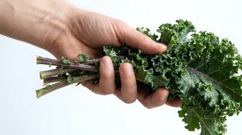 Fresh organic kale bunch held in hands showing healthy green leafy vegetables for cooking and nutrition on white background.
