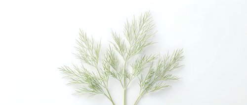 Fresh green dill herbs isolated on white background for culinary cooking and seasoning applications in kitchen design projects.