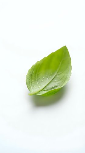 Fresh green leaf with water droplets isolated on white background, suitable for organic, natural, and wellness design projects.