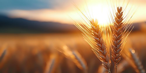 Golden wheat ears against sunset sky with sun rays shining through stalks in agricultural field, creating warm atmospheric rural landscape at harvest time.