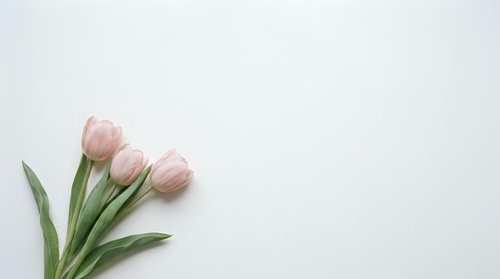 Pink tulip flowers with green leaves on white background with copy space for spring greeting cards and romantic designs.