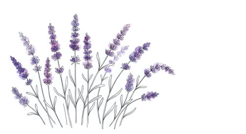 Delicate lavender flowers with thin stems on white background. Botanical illustration for aromatherapy, spa, wellness, herbal medicine designs.
