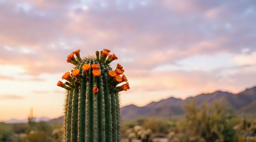 Blooming saguaro cactus with orange flowers against desert mountain landscape at sunset. Desert flora, southwestern nature, arid climate botanical specimen.