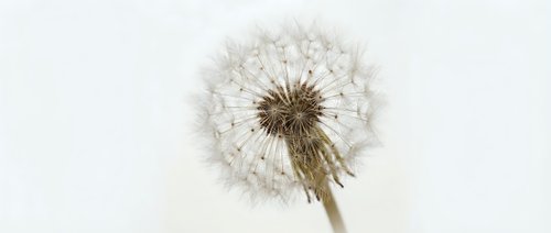 Mature dandelion seedhead with delicate white seeds ready to disperse, isolated on white background for design and botanical projects.