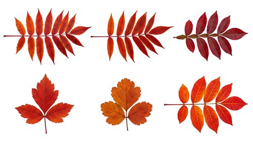 Autumn leaves collection with vibrant red orange foliage isolated on white background for seasonal design projects and fall decorations.